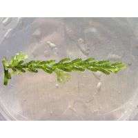 Caulerpa racemosa