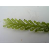 Caulerpa racemosa