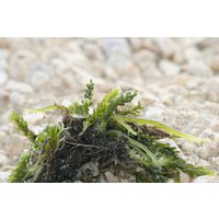 Caulerpa racemosa