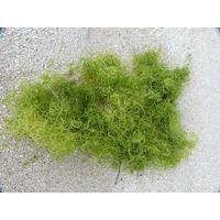 Chaetomorpha linum