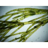 Cladophora glomerata