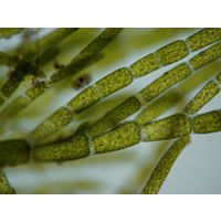 Cladophora glomerata