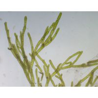 Cladophora glomerata