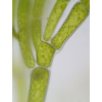 Cladophora glomerata