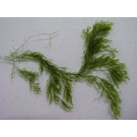 Cladophora glomerata 
