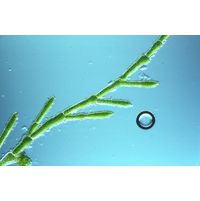 Cladophora