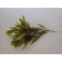 Cladophora sp. 