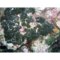 Codium effusum