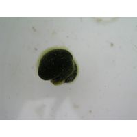 Codium effusum