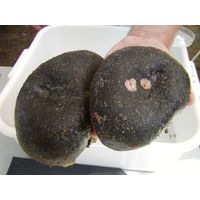 Codium bursa