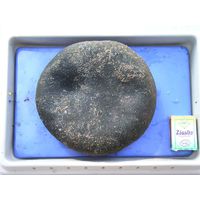 Codium bursa