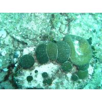 Codium bursa