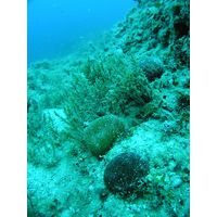 Codium bursa