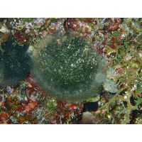 Codium bursa