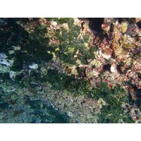 Codium effusum, C. fragile
