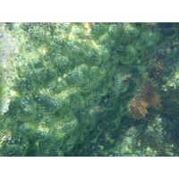 Codium effusum