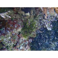 Codium fragile