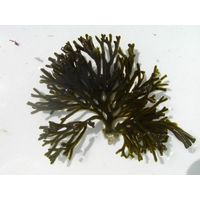 Codium fragile