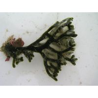 Codium fragile