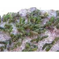 Dasycladus vermicularis