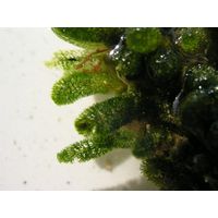 Dasycladus vermicularis