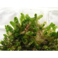 Dasycladus vermicularis 