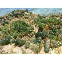 Dasycladus vermicularis 