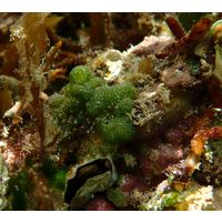 Dictyosphaeria cavernosa