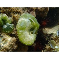 Dictyosphaeria cavernosa