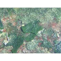 Flabellia petiolata