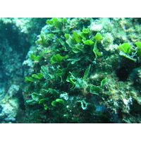 Flabellia petiolata