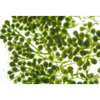 Halimeda