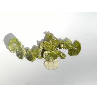 Halimeda tuna