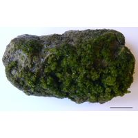 Jaoa bullata 