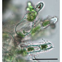 Jaoa bullata