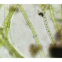 Percursaria percursa