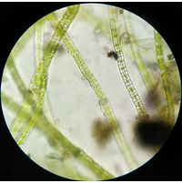 Percursaria percursa