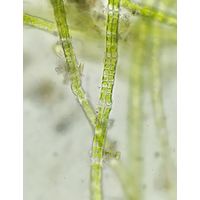 Percursaria percursa