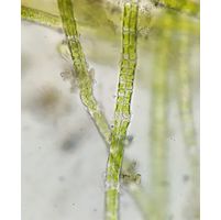 Percursaria percursa