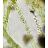Percursaria percursa