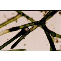 Pithophora roettlerii