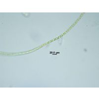 Rhizoclonium sp.