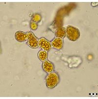 Trentepohlia iolithus