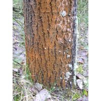 Trentepohlia umbrina