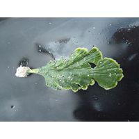 Udotea flabellum 
