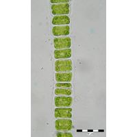 Ulothrix zonata