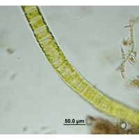 Ulothrix zonata