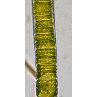 Ulothrix zonata