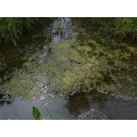 Ulva flexuosa
