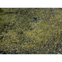 Ulva flexuosa